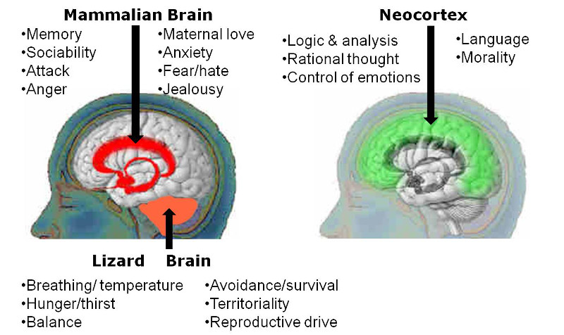 สมอง 3 ส่วน