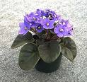 african violet