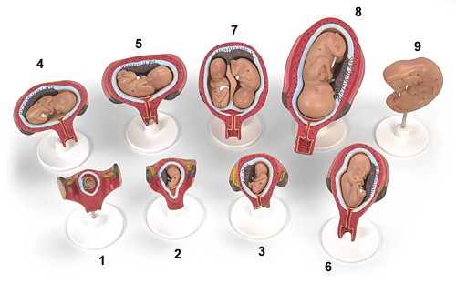 พัฒนาการของมนุษย์ Development Theories พัฒนาการทารกในครรภ์ พัฒนาการทารก พัฒนาการของทารก