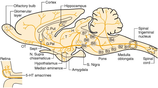 Serotonergic Cell