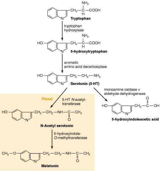 Serotonin-Process