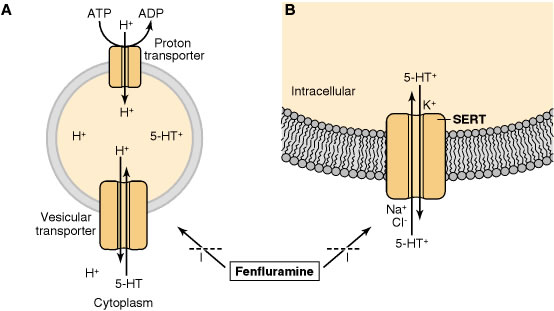 Serotonin_storage