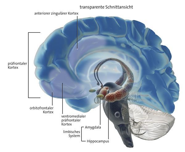 อไมกดาลา Amygdala