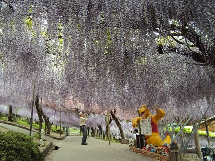 มุมมองแบบพานอรามาที่สวยงามของสวนคาวาจิ
