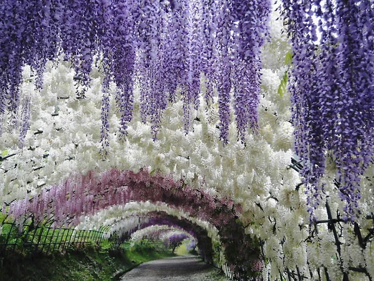 การจับคู่เฉดสีของดอกไม้ที่สร้างมิติให้กับการเดินชม