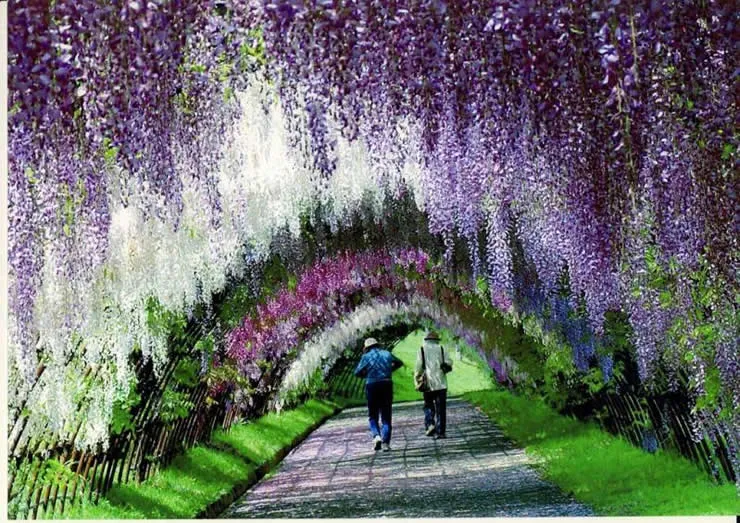 แนวคิดการจัดสวนในฝันด้วยซุ้มวิสทีเรีย