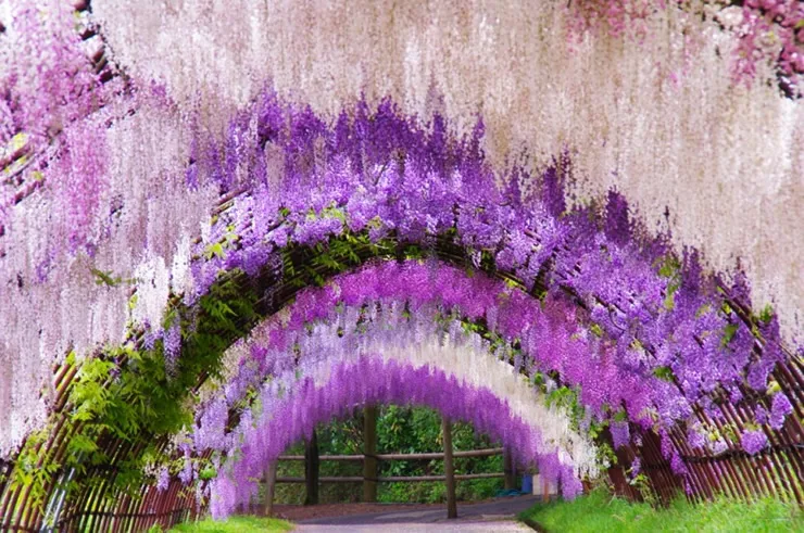 สีสันที่งดงามและชวนฝันของสวนวิสทีเรีย