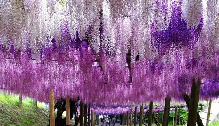 ความประทับใจของสีสันในสวนฟูจิญี่ปุ่น