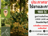 ขายที่ดินหร้อมต้นชาและกาแฟ 160 ไร่ ทำเลดี เดินทางสะดวก