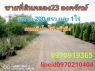 ขาย ที่ดิน สวนเกษตร บรรยากาศดี 1 ไร่ คลอง23 องครักษ์ นครนายก