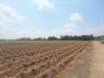 ขาย ที่ดิน ME140 ติดถนนคอนกรีตหน้ากว้าง 6 เมตร เกษตรสุวรรณ บ่อทอง ชลบุรี ขนาด 10